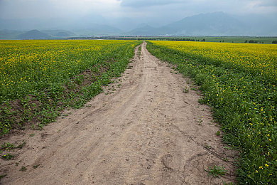 黄色大全下载OPPO：《极限竞速》玩家热议经典黄色涂装，个性赛车引领视觉风潮-4