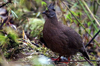 性一交一：极速狂飙，策略交锋，赛道生存淘汰赛全新上线