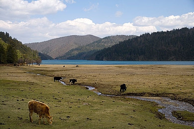 妈妈和小孩小马拉大车视频的背景介绍：亲子合作驾驶新游上线，体验真实货运与家庭默契挑战-4