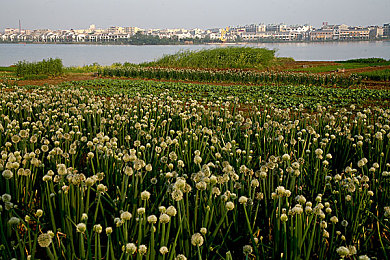 黄色应用免费：墨西哥地平线，解锁稀有涂装与车辆的黄金攻略