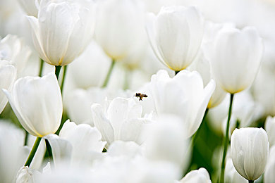 99re6这就是精品:疾驰于墨西哥画卷,驾驭自由与速度的诗篇-2