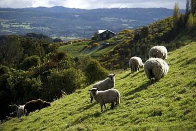 黄男同：双人竞速新作登场，黄金搭档同步率引爆赛道革命-2