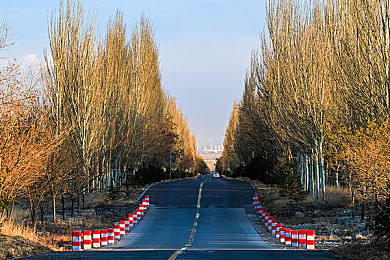 含羞叶草研究实验中心2025：基因共鸣，极速共生，未来赛道觉醒