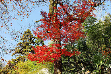 色多了:视觉与策略交织,自定义赛车新纪元开启-3