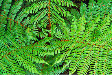 黄色软件下载3.0.3免费vivo版破解大全：极速幻影，都市赛道上的改装艺术与竞速哲学-2