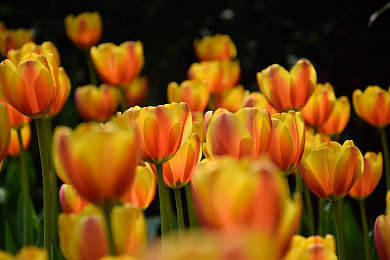 sss漫画：当速度化为墨线，赛道跃然漫画新章-5