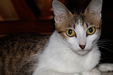 男女上床app：霓虹情书与引擎交响，虚拟都市的双重奏-2