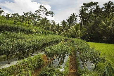 快插APP：极速改装，动态策略，街头竞速新体验-2