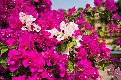 向日葵APP站长统计:极限竞速地平线5,用数据打造你的终极车库-3