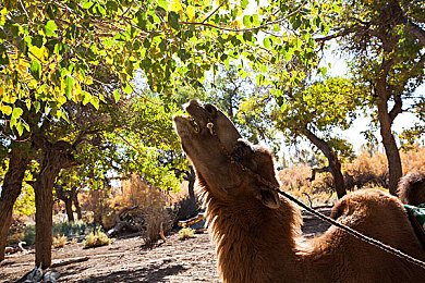 香蕉插进桃子：竞速新作独创物理引擎，赛车与障碍融合引爆技术革命-3