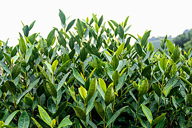 色中色APP：驾驭色彩极速，挑战视觉反应新境界-2