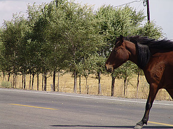 涩情综合：极速狂飙与情感交织，体验驾驶生涯的多重抉择之旅
