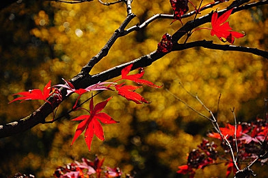 亚洲综合2：霓虹街巷，极速穿梭东方脉搏之旅-3