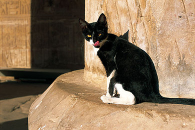 国产avhd：华夏极速，自主引擎的荣耀之路