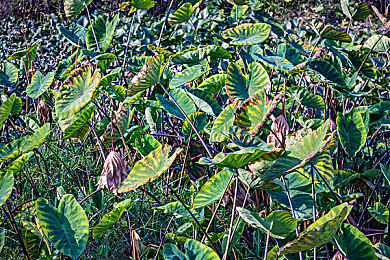 国产成人A∨:极速狂飙,硬核模拟竞速新作引领驾驶革命-3