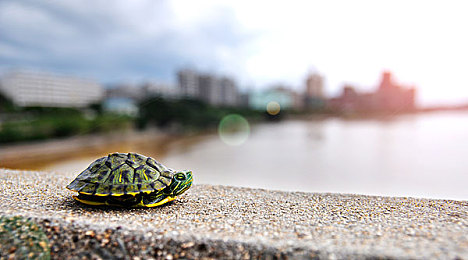 罚坐三角架尖尖是罚哪里的：硬核赛车模拟器，违规后维修区的独特反思时刻-2