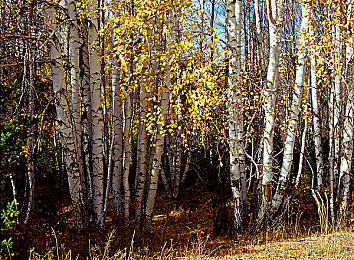 扒开私密部位抽打花蒂：引擎临界点调校艺术，揭秘极速狂飙的隐藏性能哲学-3