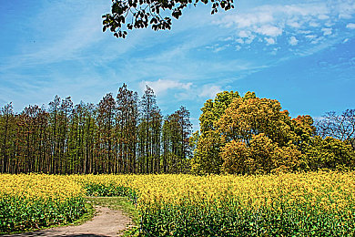 dd4免费下载安装：漂移新作今日上线，真实改装与街头竞速引爆手游市场-4