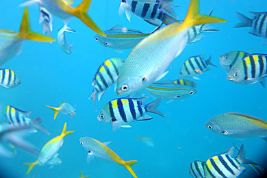 变态火影忍者:疾风赛道,忍术与改装车的极速对决-5