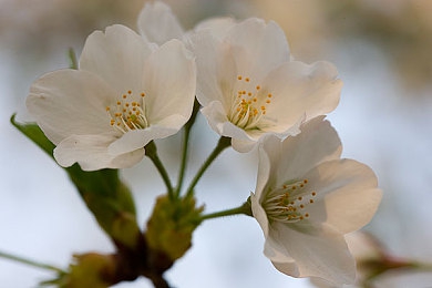 黄色软件地址:极速代码暗藏非法改装店,游走灰色地带引爆玩家争议-2