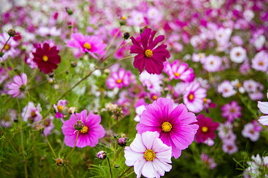 免费黄色软件3.03:极限竞速地平线玩家必备,经典黄色涂装打造个性赛车攻略-1