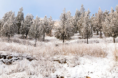 火影忍者：疾风竞速新作上线，忍者世界与机械融合引爆赛道热潮-2