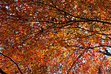 黄色软件免费下载3.0.3每天无限：复古赛车新作颠覆体验，每日免费改装部件开启无限竞速之旅-3