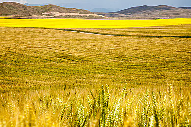 伽罗ちゃんが腿法是干嘛的：极速格斗人气角色华丽腿法，实战技巧与进阶攻略全解析-4
