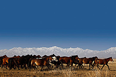 成人Aav：硬核驾驶新标杆问世，极致物理模拟挑战专业玩家-2