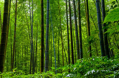 按摩店玩弄美艳的岳：黑色幽默经营新作发售，小老板逆袭故事引发玩家共鸣