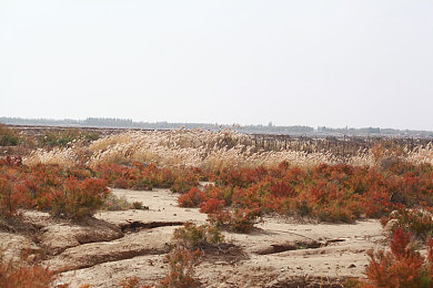 里枝平岗子儿子婚礼现场实录：《如龙7》第四章深度攻略，极道婚礼任务全解析与隐藏要素揭秘-3