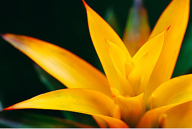 不知火舞和三个小孩在森林公园有图有真相：格斗女神跨界亲子冒险，拳皇全明星全新森林章节今日上线