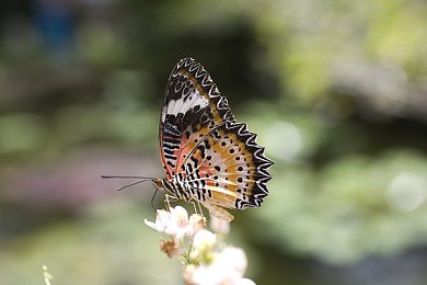我和娇妻3p的经历：极限竞速地平线5双人协作模式深度攻略，团队竞速新体验-3