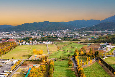 村妇树林日B：迷失乡野的古老契约与光影密语-3