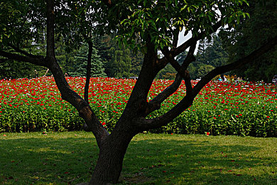 黑人亚洲人娇小:《极限竞速:地平线5》深度评测,多元文化赛道上的视觉与玩法革新-3