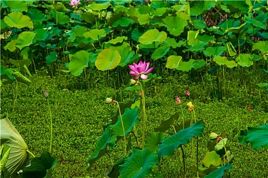 女生被男生捅软件：编程竞技场新作上线，代码化身利刃开启技术对决-2