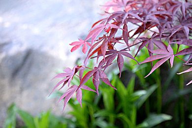 老师兔子：油门与童话，我的萌系驾驶幻想日记-2