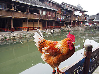 黄色软件在线看：极速幻影，霓虹谜途中的赛博追踪者-1