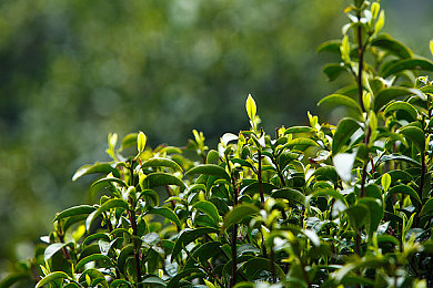 大战黑人：极限竞速地平线5，挑战精英AI车手的终极竞速对决-2