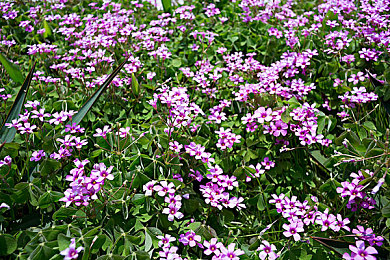 污软件APP：驾驭失控代码，赛博赛车颠覆传统竞速体验-5