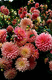 黄色APP下载2023：墨西哥画卷上的极速诗篇，地平线五重奏中的引擎交响-3