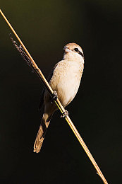 黄色下载3.0.3免费下载安装：极速狂飙新版本震撼上线，物理引擎与动态天气全面革新-2