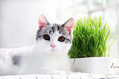 男人女人在床上APP：双人飞床竞速游戏今日上线，默契协作挑战卧室赛道新体验