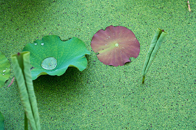 男女查查查查查轮滑网：极速摩擦音引爆赛道，全新运动竞速游戏今日震撼上线-3