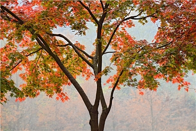 娇妻被朋友调教3p高潮：极速三角，协同破风，共赴巅峰竞速之舞-4