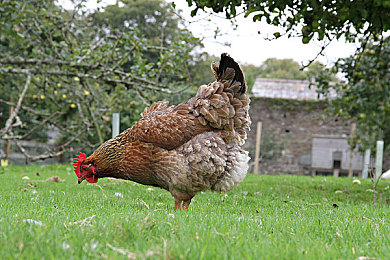 流氓视频免费下载:《飙车风云》今日上线,街头竞速的叛逆哲学与隐藏玩法全解析-2