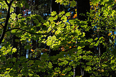 美女赤裸软件：机械谜题，竞速重构，车库美学之旅