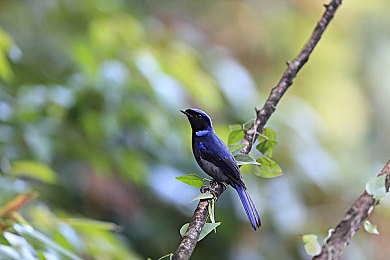 软件网站下载3.0.3免费oppo版破解装扮版大全快播：深度改装新标杆，汽车装扮大师掀起移动端个性化改装热潮-4