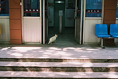 中国少妇性XXX：风驰电掣，霓虹夜幕下的巾帼极速传说-4