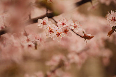 黄色视频免费3.0：金色地平线，墨西哥引擎下的落日追逐诗篇-3